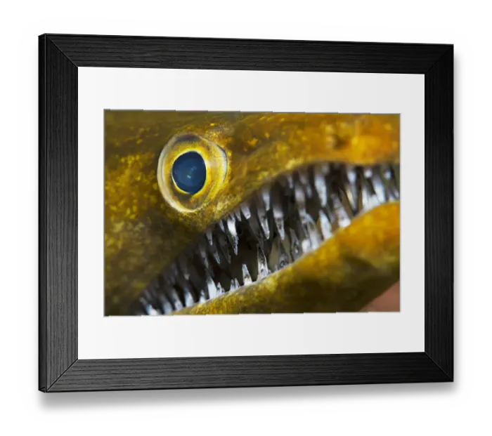Framed Print : Fangtooth moray (Enchelycore anatina), close up of eye and open mouth with teeth. Tenerife Framed Print : Fangtooth moray (Enchelycore anatina), close up of eye and open mouth with teeth. Tenerife
