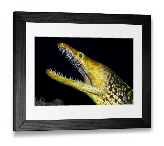 Framed Print : Fangtooth moray (Enchelycore anatina) with open mouth, portrait. Tenerife, Canary Islands Framed Print : Fangtooth moray (Enchelycore anatina) with open mouth, portrait. Tenerife, Canary Islands