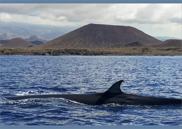 Brydes whale (Balaenoptera brydei) fin at surface in coastal waters, volcano in background