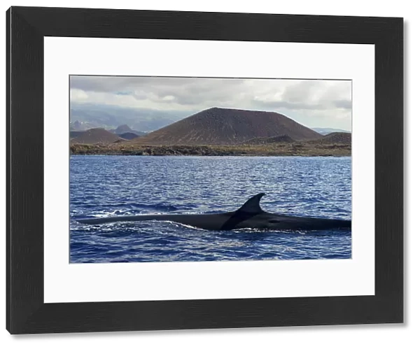 Brydes whale (Balaenoptera brydei) fin at surface in coastal waters, volcano in background
