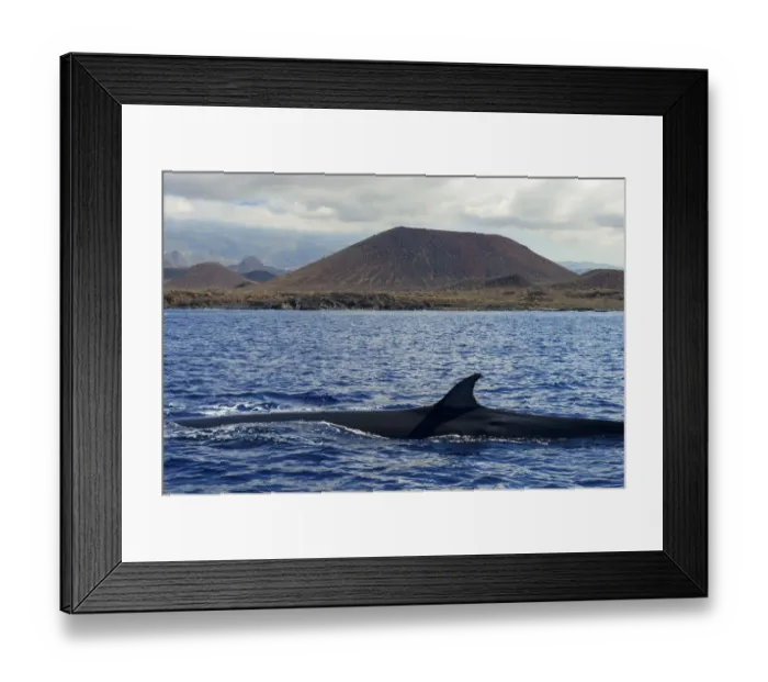 Framed Print : Brydes whale (Balaenoptera brydei) fin at surface in coastal waters, volcano in background