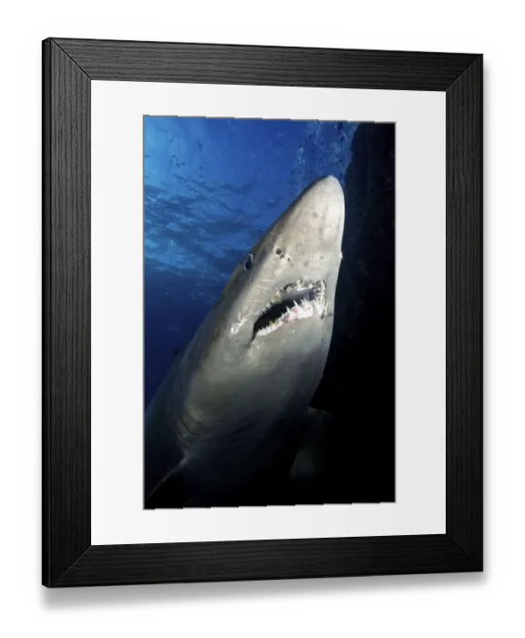 Framed Print : Smalltooth sand tiger shark (Odontaspis ferox), view from below. El Hierro. Canary Islands