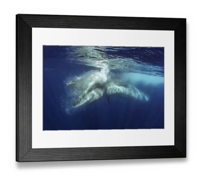 Framed Print : Brydes whale (Balaenoptera brydei) feeding. Tenerife, Canary Islands Framed Print : Brydes whale (Balaenoptera brydei) feeding. Tenerife, Canary Islands