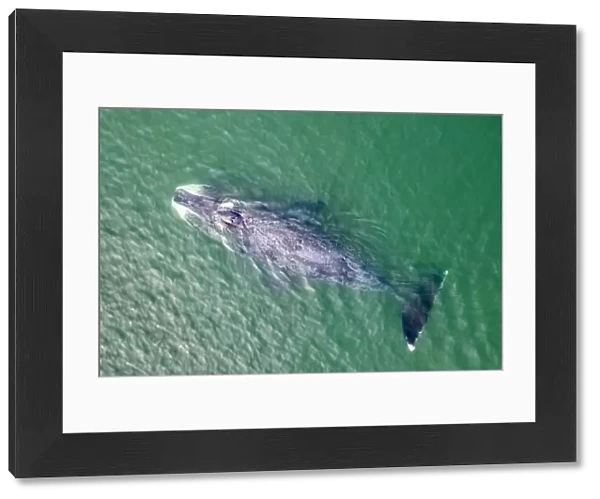 Bowhead whale (Balaena mysticetus) swimming in coastal waters, aerial view. Vrangel Bay