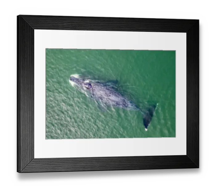Framed Print : Bowhead whale (Balaena mysticetus) swimming in coastal waters, aerial view. Vrangel Bay Framed Print : Bowhead whale (Balaena mysticetus) swimming in coastal waters, aerial view. Vrangel Bay