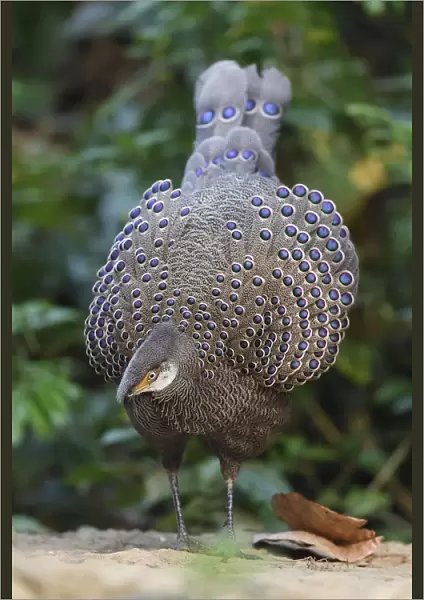 Grey peacock-pheasant (Polyplectron bicalcaratum) Tongbiguan Nature Reserve, Dehong