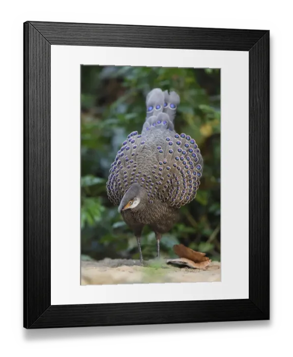 Framed Print : Grey peacock-pheasant (Polyplectron bicalcaratum) Tongbiguan Nature Reserve, Dehong Framed Print : Grey peacock-pheasant (Polyplectron bicalcaratum) Tongbiguan Nature Reserve, Dehong