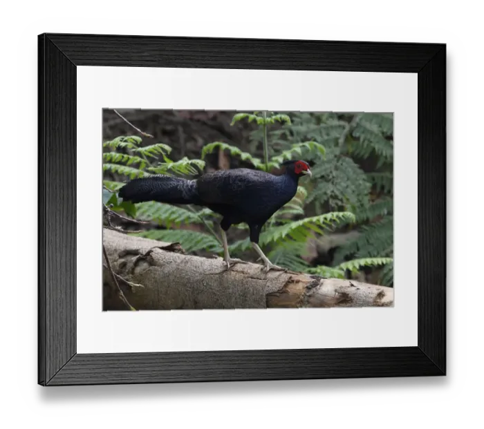 Framed Print : Kalij pheasant (Lophura leucomelanos) Tongbiguan Nature Reserve, Dehong, Yunnan, China Framed Print : Kalij pheasant (Lophura leucomelanos) Tongbiguan Nature Reserve, Dehong, Yunnan, China