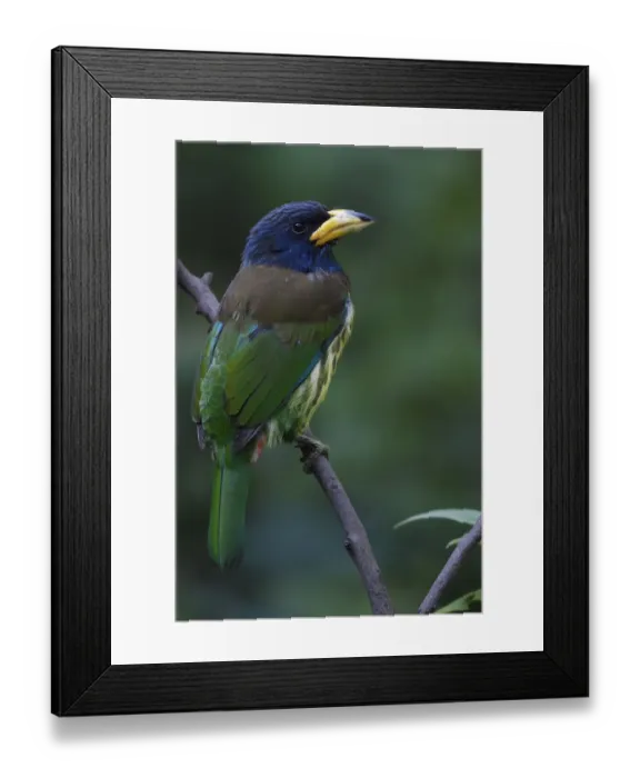 Framed Print : Great barbet (Psilopogon virens) Gaoligongshan, Yunnan, China Framed Print : Great barbet (Psilopogon virens) Gaoligongshan, Yunnan, China