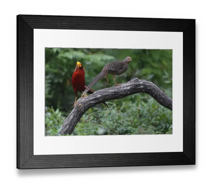 Framed Print : Golden pheasant (Chrysolophus pictus) male and female, Yangxian nature reserve, Shaanxi Framed Print : Golden pheasant (Chrysolophus pictus) male and female, Yangxian nature reserve, Shaanxi