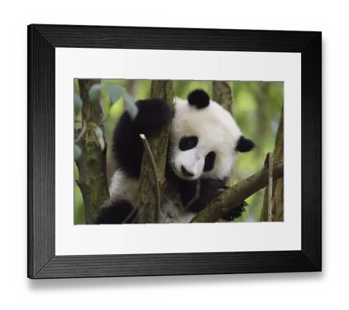 Framed Print : Giant panda (Ailuropoda melanoleuca) cub in tree, Chengdu Panda Breeding Centre, Sichuan, China Framed Print : Giant panda (Ailuropoda melanoleuca) cub in tree, Chengdu Panda Breeding Centre, Sichuan, China