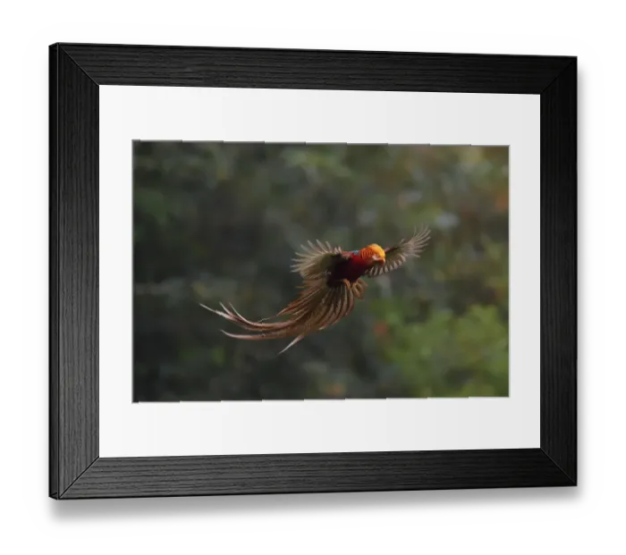 Framed Print : Golden pheasant (Chrysolophus pictus) male in flight, Yangxian nature reserve, Shaanxi Framed Print : Golden pheasant (Chrysolophus pictus) male in flight, Yangxian nature reserve, Shaanxi