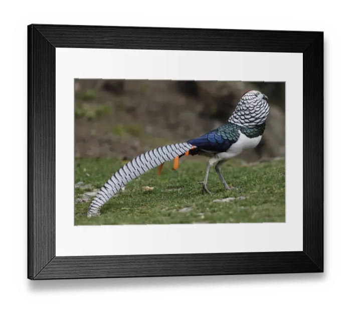 Framed Print : Lady Amhersts pheasant (Chrysolophus amherstiae) Kanding, Sichuan, China Framed Print : Lady Amhersts pheasant (Chrysolophus amherstiae) Kanding, Sichuan, China