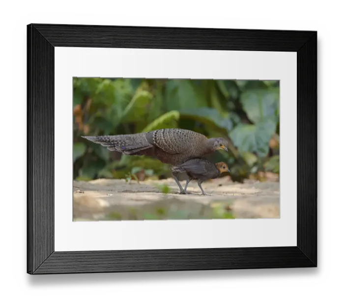 Framed Print : Grey peacock-pheasant (Polyplectron bicalcaratum) Tongbiguan Nature Reserve, Dehong Framed Print : Grey peacock-pheasant (Polyplectron bicalcaratum) Tongbiguan Nature Reserve, Dehong