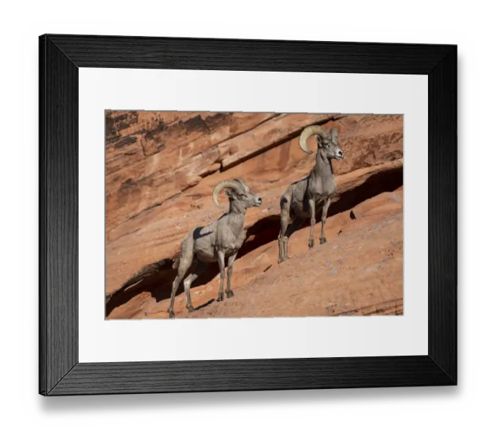 Framed Print : Desert bighorn sheep (Ovis canadensis nelsoni) rams on steep sandstone wall Framed Print : Desert bighorn sheep (Ovis canadensis nelsoni) rams on steep sandstone wall