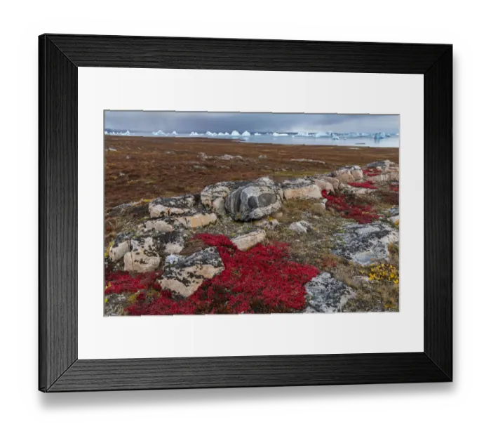 Framed Print : Alpine bearberry (Arctous alpina) on tundra in autumn and boulderrs at Sydkapp (South Cape)