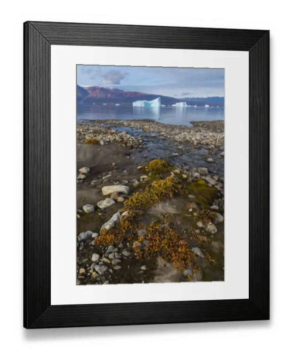 Framed Print : Dwarf willows add color along a small glacial stream before icebergs in Hare Fjord Framed Print : Dwarf willows add color along a small glacial stream before icebergs in Hare Fjord