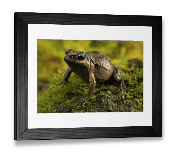 Framed Print : Haswells frog (Paracrinia haswelli) male, Pambula Beach, New South Wales, Australia Framed Print : Haswells frog (Paracrinia haswelli) male, Pambula Beach, New South Wales, Australia