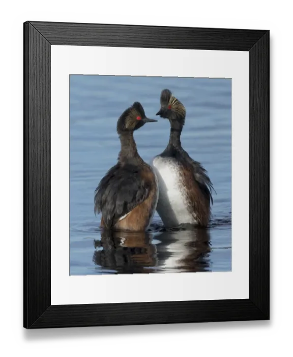 Framed Print : Eared grebes (Podiceps nigricollis) stand erect in water during courtship, North Park Framed Print : Eared grebes (Podiceps nigricollis) stand erect in water during courtship, North Park