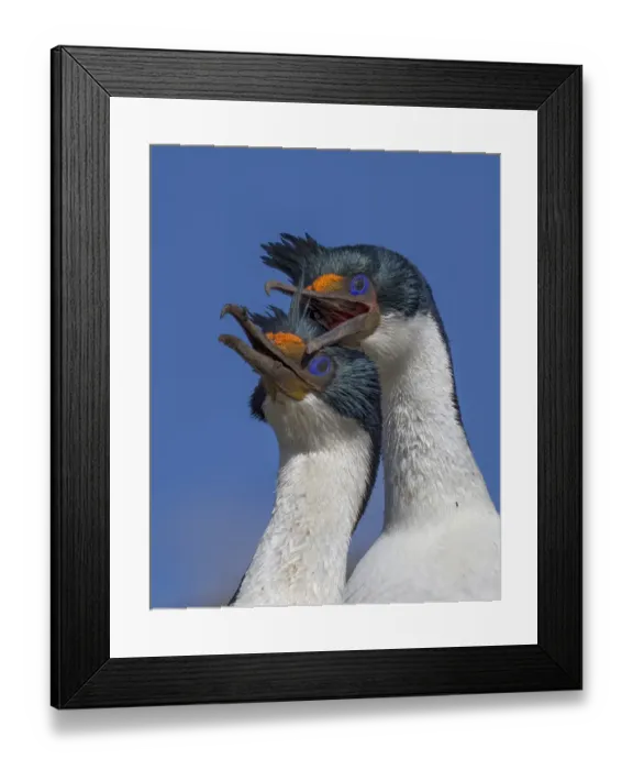 Framed Print : King cormorants (Phalacrocorax atriceps) in courtship behaviour at their nest site Framed Print : King cormorants (Phalacrocorax atriceps) in courtship behaviour at their nest site