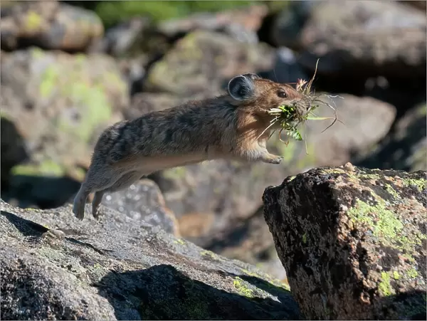 American Pika (Ochotona princeps) leaping from one alpine rock to another as it heads