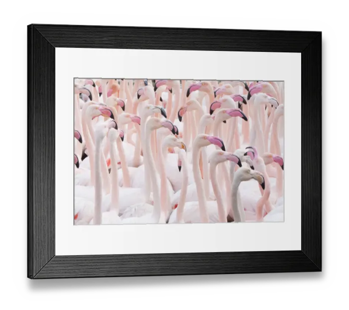 Framed Print : Greater flamingo (Phoenicopterus roseus) flock, Pont Du Gau Park, Camargue, France Framed Print : Greater flamingo (Phoenicopterus roseus) flock, Pont Du Gau Park, Camargue, France