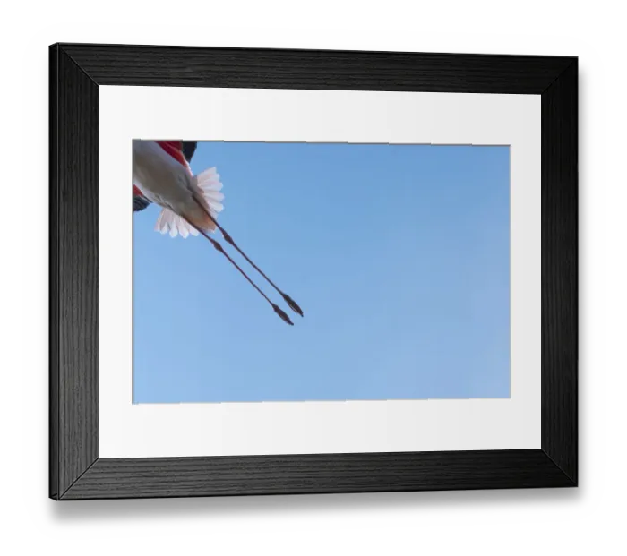 Framed Print : Greater flamingo (Phoenicopterus roseus) legs of bird in flight, Pont Du Gau Park