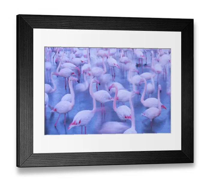 Framed Print : RF - Greater flamingo (Phoenicopterus roseus) flock blurred, Camargue, France Framed Print : RF - Greater flamingo (Phoenicopterus roseus) flock blurred, Camargue, France