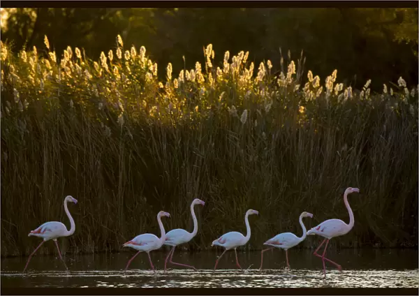 Greater flamingo (Phoenicopterus roseus) Pont Du Gau Park, Camargue, France
