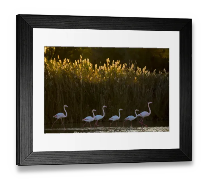 Framed Print : Greater flamingo (Phoenicopterus roseus) Pont Du Gau Park, Camargue, France Framed Print : Greater flamingo (Phoenicopterus roseus) Pont Du Gau Park, Camargue, France