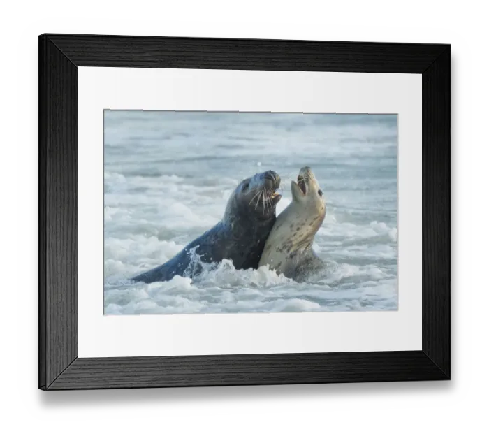 Framed Print : Grey seal (Halichoerus grypus), male and female, mating behaviour, Heligoland, Germany Framed Print : Grey seal (Halichoerus grypus), male and female, mating behaviour, Heligoland, Germany