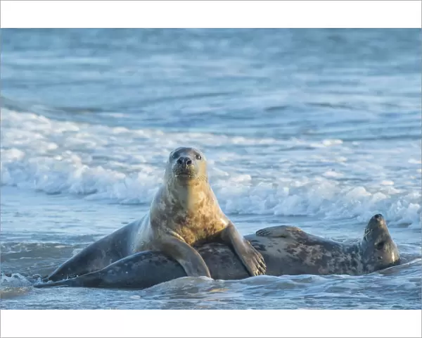 Grey seal (Halichoerus grypus), male and female, mating behaviour, Heligoland, Germany