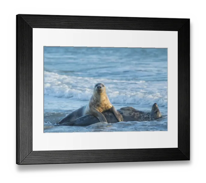 Framed Print : Grey seal (Halichoerus grypus), male and female, mating behaviour, Heligoland, Germany
