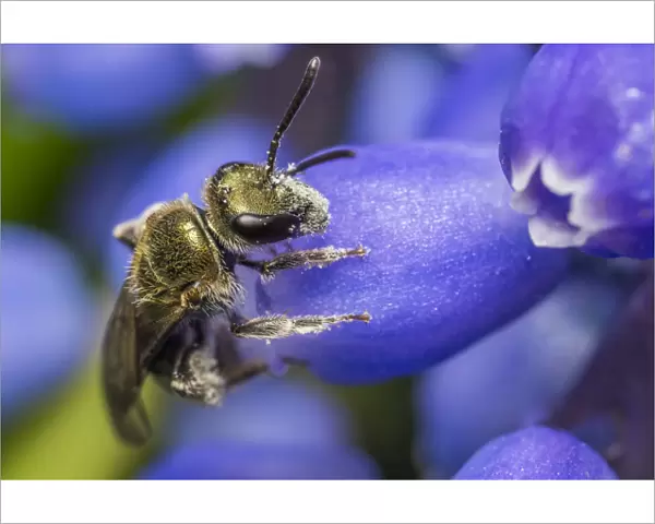 Smeathmans furrow bee (Lasioglossum smeathmanellum) visiting Grape hyacinth (Muscari sp