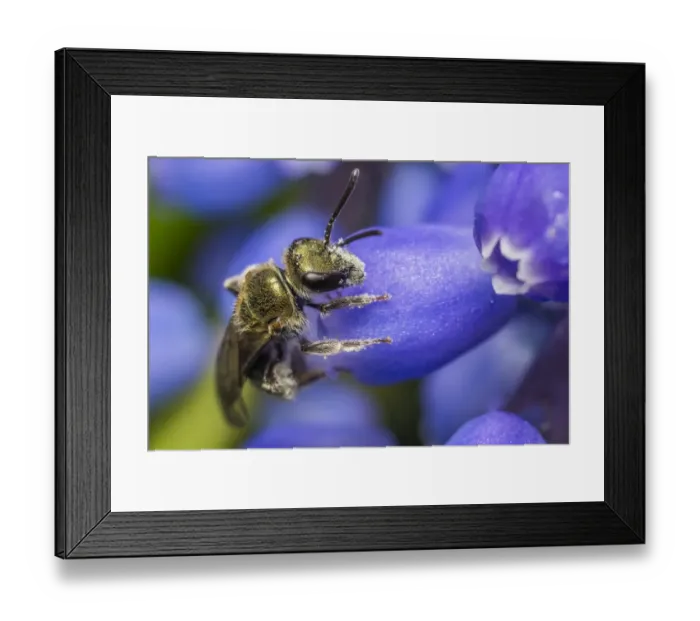 Framed Print : Smeathmans furrow bee (Lasioglossum smeathmanellum) visiting Grape hyacinth (Muscari sp Framed Print : Smeathmans furrow bee (Lasioglossum smeathmanellum) visiting Grape hyacinth (Muscari sp