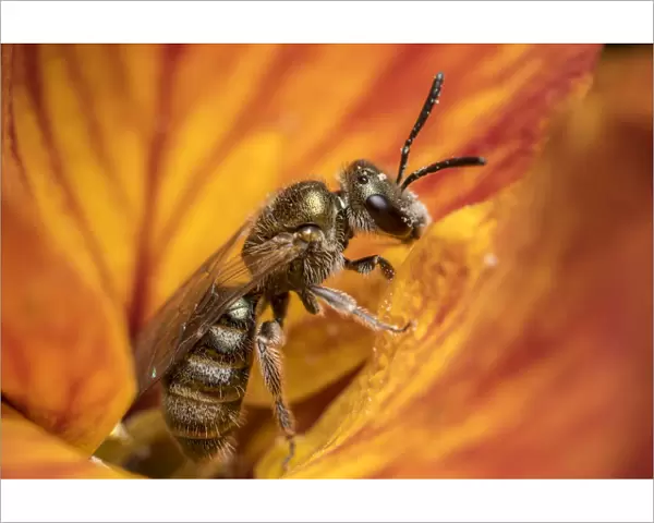 Smeathmans furrow bee (Lasioglossum smeathmanellum) feeding on Wallflower (Erysimum sp