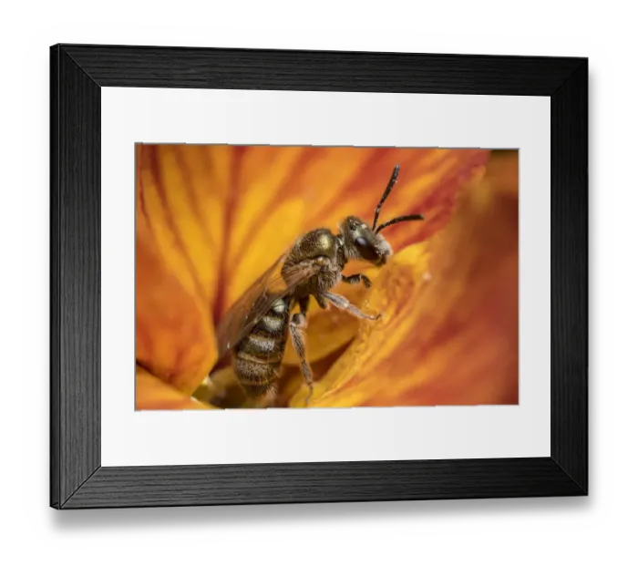 Framed Print : Smeathmans furrow bee (Lasioglossum smeathmanellum) feeding on Wallflower (Erysimum sp Framed Print : Smeathmans furrow bee (Lasioglossum smeathmanellum) feeding on Wallflower (Erysimum sp