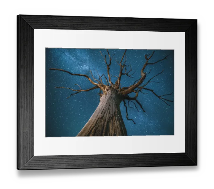 Framed Print : Milky Way over an English oak tree (Quercus robur), at night, Brecon Beacons National Framed Print : Milky Way over an English oak tree (Quercus robur), at night, Brecon Beacons National