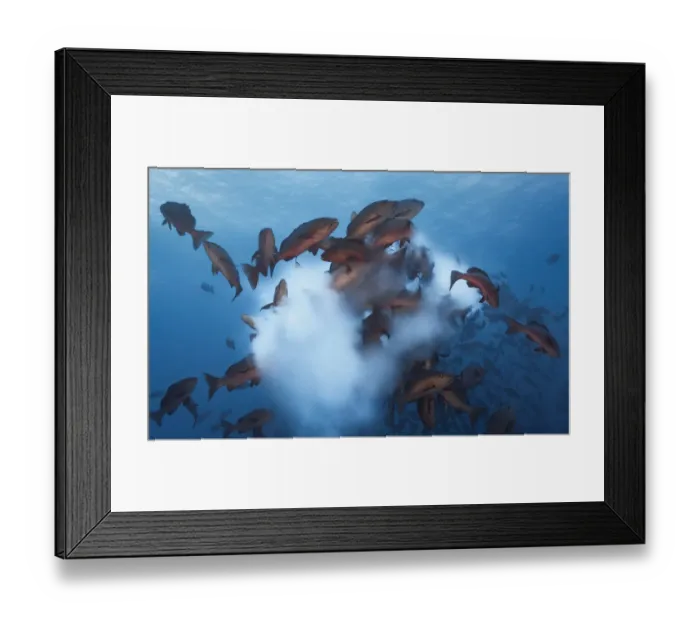Framed Print : Twinspot snapper (Lutjanus bohar) shoal rushing up to spawn, releasing a cloud of