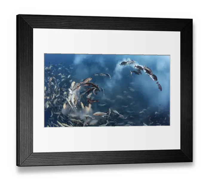 Framed Print : Twinspot snapper (Lutjanus bohar) engaged in a mass spawning aggregation early in the morning Framed Print : Twinspot snapper (Lutjanus bohar) engaged in a mass spawning aggregation early in the morning