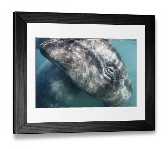 Framed Print : Grey whale (Eschrichtius robustus) calf at ocean surface, with its mother visible Framed Print : Grey whale (Eschrichtius robustus) calf at ocean surface, with its mother visible