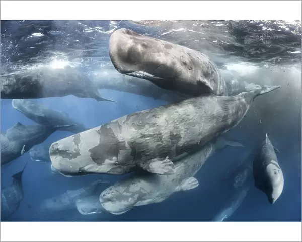 Large aggregation of Sperm whales (Physeter macrocephalus) engaged in social activity