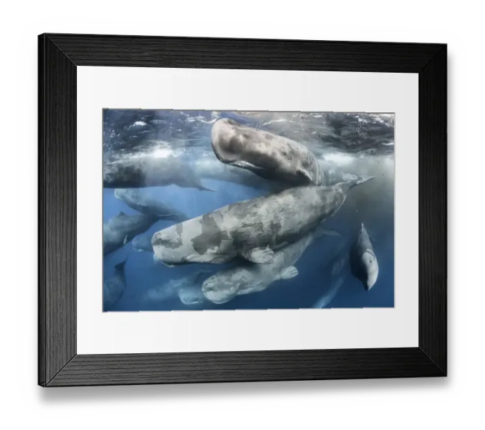 Framed Print : Large aggregation of Sperm whales (Physeter macrocephalus) engaged in social activity Framed Print : Large aggregation of Sperm whales (Physeter macrocephalus) engaged in social activity