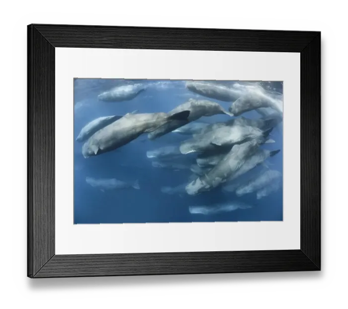 Framed Print : Aggregation of Sperm whales (Physeter macrocephalus) engaged in social activity. Indian Ocean Framed Print : Aggregation of Sperm whales (Physeter macrocephalus) engaged in social activity. Indian Ocean