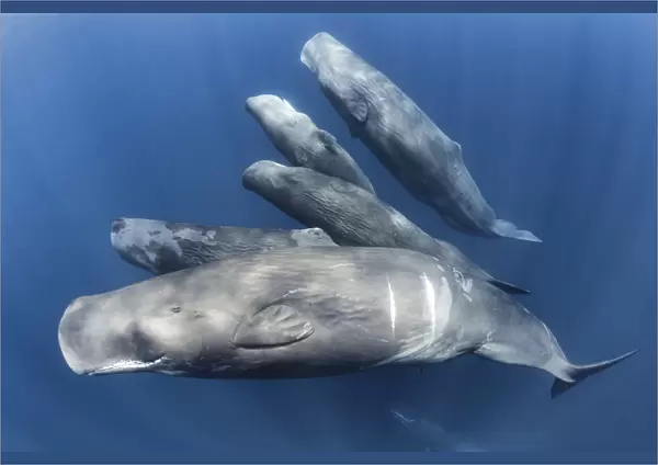 Group of Sperm whales (Physter macrocephalus) family group swimming together, Indian Ocean, March