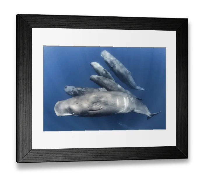 Framed Print : Group of Sperm whales (Physter macrocephalus) family group swimming together, Indian Ocean, March Framed Print : Group of Sperm whales (Physter macrocephalus) family group swimming together, Indian Ocean, March