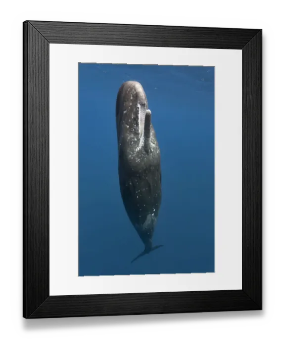 Framed Print : Sperm whale (Physeter macrocephalus) female at the ocean surface with her mouth open Framed Print : Sperm whale (Physeter macrocephalus) female at the ocean surface with her mouth open