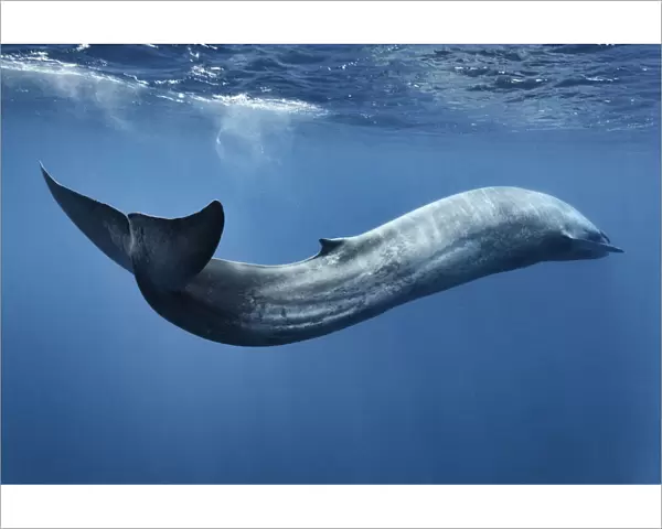 Blue whale (Balaenoptera musculus) swimming ins motion, Sri Lanka, Indian Ocean