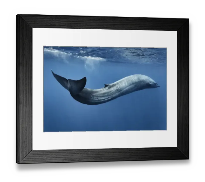 Framed Print : Blue whale (Balaenoptera musculus) swimming ins motion, Sri Lanka, Indian Ocean Framed Print : Blue whale (Balaenoptera musculus) swimming ins motion, Sri Lanka, Indian Ocean