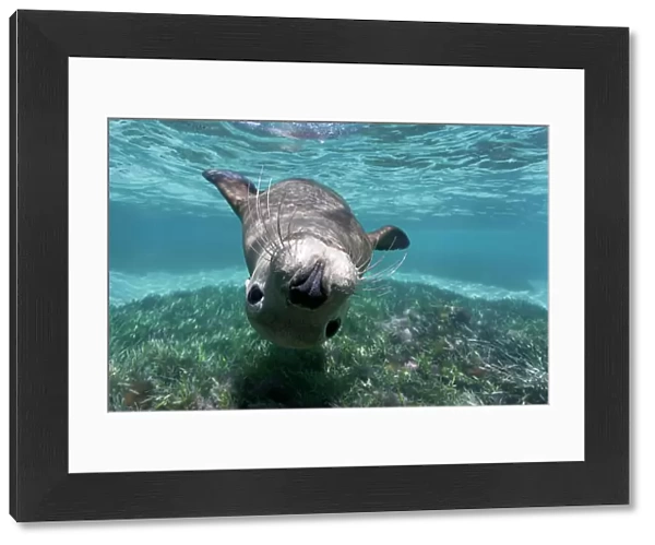 Australian sea lion (Neophoca cinerea) playful juvenile swimming upside-down, Carnac Island, Western Australia